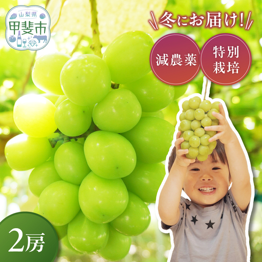 【2025年発送】冬のシャインマスカット 減農薬 大粒 2房 産地直送 フルーツ 果物 山梨シャインマスカット CF-10