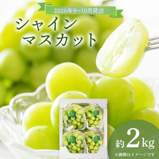 【ふるなびWEEK対象】＜2026年発送分 先行予約＞9月～10月発送シャインマスカット2kg箱【029-a012】