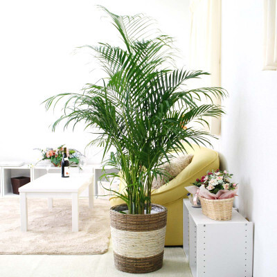 [観葉植物]アレカヤシ 10号 ストライプバスケット鉢カバー 土の表面:ウッドチップ [観葉植物 インテリア 部屋 おしゃれ 福岡県 筑前町 送料無料 AG037]