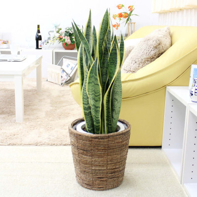 【観葉植物】サンスベリア 7号 ブラウンバスケット鉢カバー 土の表面:ウッドチップ 【観葉植物 インテリア 部屋 おしゃれ 福岡県 筑前町 送料無料 AG044】
