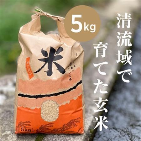 【先行受付】山間の清流を引き込んだ田んぼで作った「きぬむすめ玄米」5kg(令和8年産)【1573255】