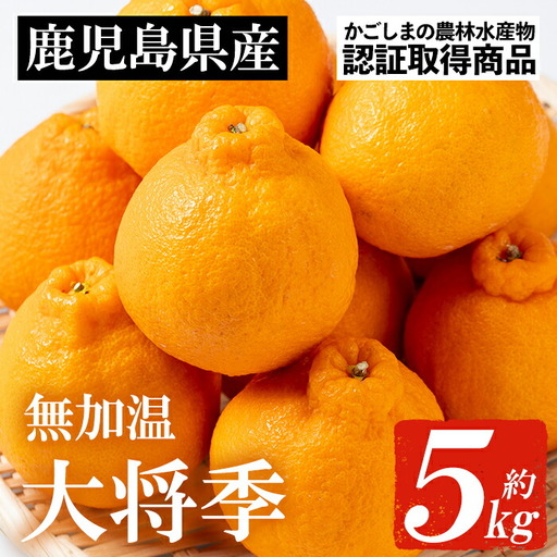 [先行予約 1月中旬頃から発送]いちき串木野産無加温大将季 約5kg 不知火(デコポン)[01-039-03]