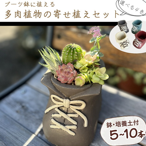 多肉植物の寄せ植えセット5本〜10本