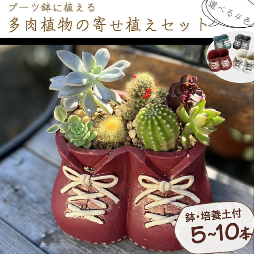 多肉植物の寄せ植えセット (両足)5本～10本