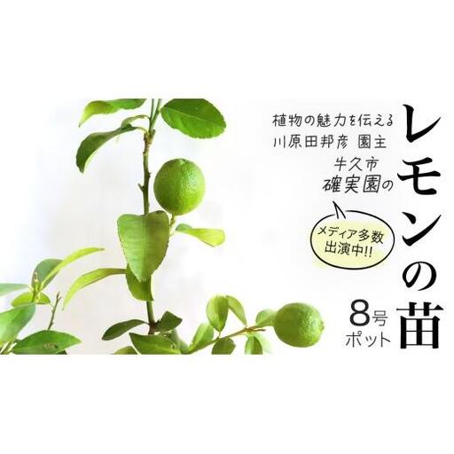 レモン の 苗 8号ポット 1点
