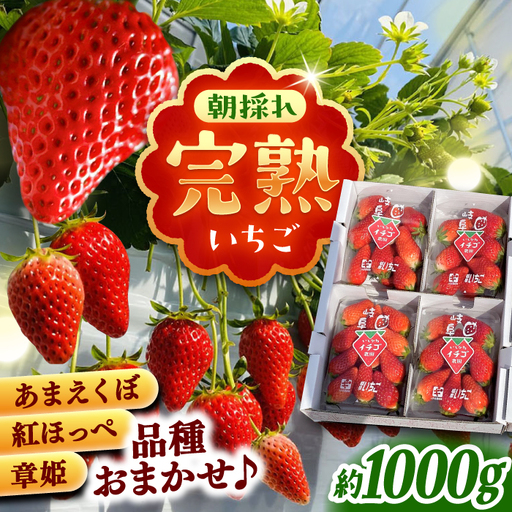 [先行予約]完熟 いちご 4パック / 恵那市 / クリエイティブファーマーズ [AUAH020] いちご