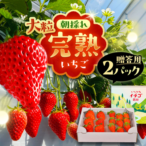 [先行予約]完熟 大粒 いちご 2パック(贈答用) / 恵那市 / クリエイティブファーマーズ [AUAH021] いちご