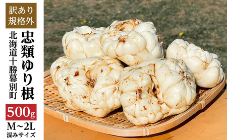 【規格外】十勝幕別 忠類ゆり根 500g（M～2L）3～5玉［JA忠類］9月～3月発送限定【 北海道 幕別町 忠類 十勝 高級食材 お正月 料理 訳あり 】