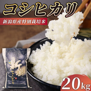 R7年産先行予約 コシヒカリ 20kg 5kg 4袋 特別栽培米 先行予約 コンテスト 入賞米 米 おこめ お米 ブランド米 ご飯 ごはん オニギリ お弁当 玄米 対応可 kome 送料無料 数量限定 農家直送 産地直送 国産 川瀬農園 新潟 新発田 kawase002_02