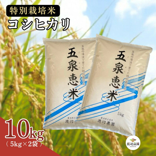 令和8年先行予約 新潟県産 特別栽培米コシヒカリ 10kg | 新潟県 コシヒカリ お米