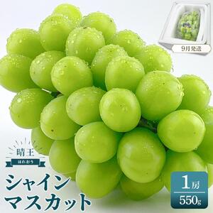 シャインマスカット 晴王 1房 約550g｜  シャインマスカット