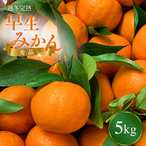 【先行予約】 越冬早生みかん5kg （2027年1月以降順次発送予定） / 早生みかん 早生 ミカン 柑橘 フルーツ 果物 紀州産 和歌山県【tcs007-1】