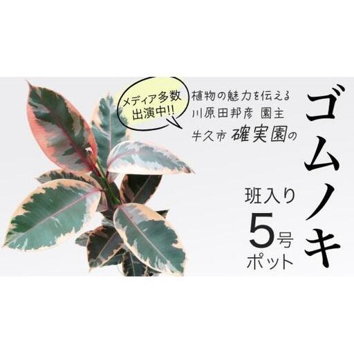 ゴムノキ 斑入り 5号ポット 1点