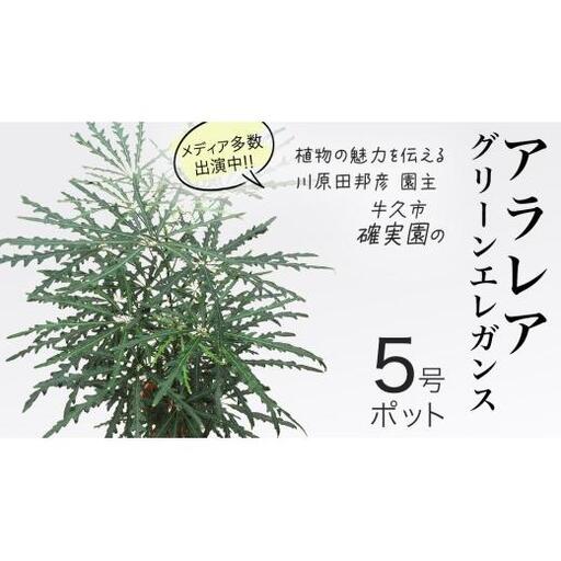 アラレア グリーンエレガンス 5号ポット 1点
