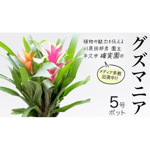 グズマニア 5号ポット 1点