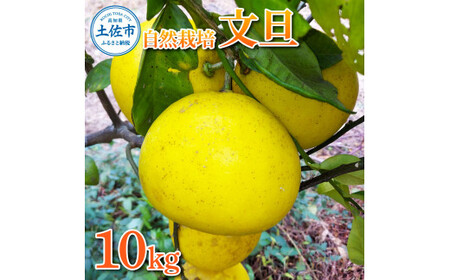 【先行予約】自然栽培文旦10kg L〜3Lサイズ 〈2027年1月9日〜4月30日発送〉【有限会社四万十くじら】[BQBR012]