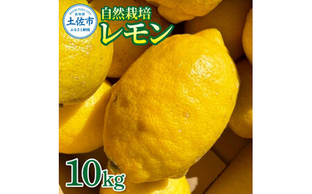 [先行予約]自然栽培レモン 10kg [2026年9月1日〜2027年4月30日発送]10キロ レモン 檸檬 れもん 自然栽培 柑橘類 柑橘 フルーツ 果物 くだもの レモネード 塩レモン はちみつレモン レモンスカッシュ[有限会社四万十くじら]
