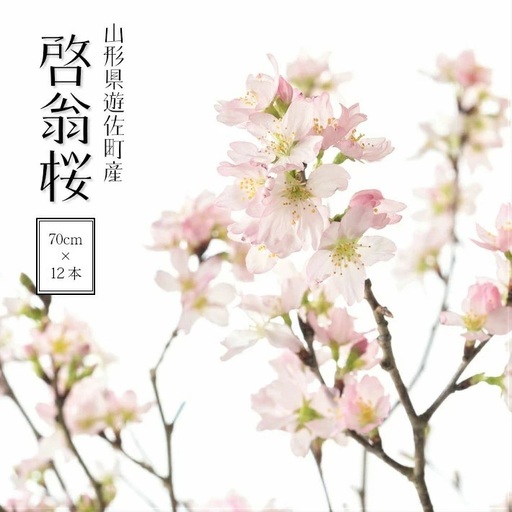 啓翁桜 約70cm×12本（12月下旬発送）※着日指定不可 東北 山形県 遊佐町 庄内地方 桜 木 植物 枝 切り花 花束 お花 室内 リビング 玄関 アレンジにも お正月飾り 冬 春 新春 迎春 新年 成人の日 成人式 卒業 卒園 退職 ピンク [102M12c]