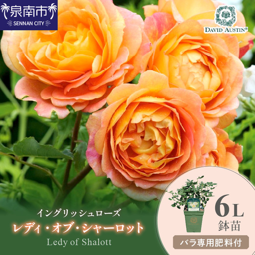 [イングリッシュローズ]デビッド・オースチン レディ・オブ・シャーロット 6L鉢苗(バラ専用肥料付)[025D-014]