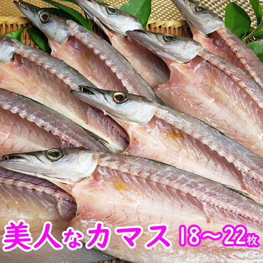 今だけ！室戸旬どれ美人カマス干物１８枚以上