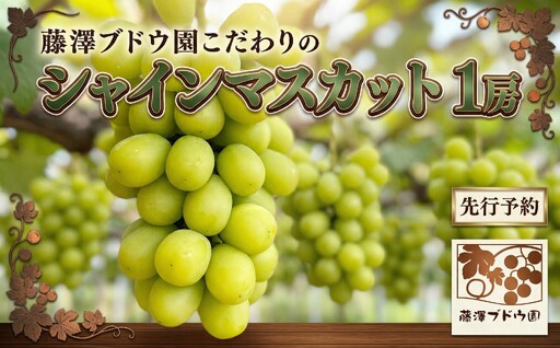 [ 藤澤ブドウ園 ] こだわり の シャインマスカット 1房 約700g