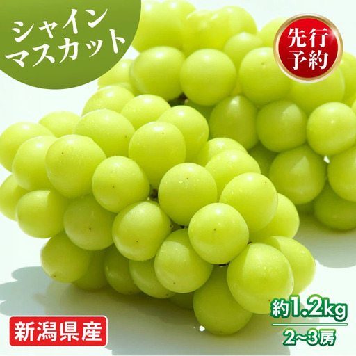 2026年先行予約 シャインマスカット 約1.2kg 2〜3房 マスカット 果物 くだもの フルーツ スイーツ 葡萄 ブドウ ぶどう 髙橋農園 新潟県 新発田市 C06_01