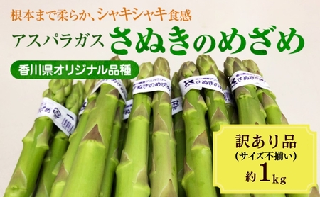 アスパラガス[さぬきのめざめ]訳あり品 約1kg