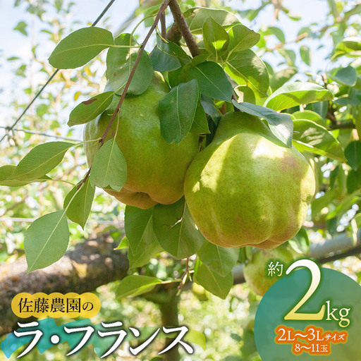 【令和8年産先行予約】 ラ・フランス　2L～3L　約2kg　(8～11玉)　 山形県鶴岡市産　佐藤農園