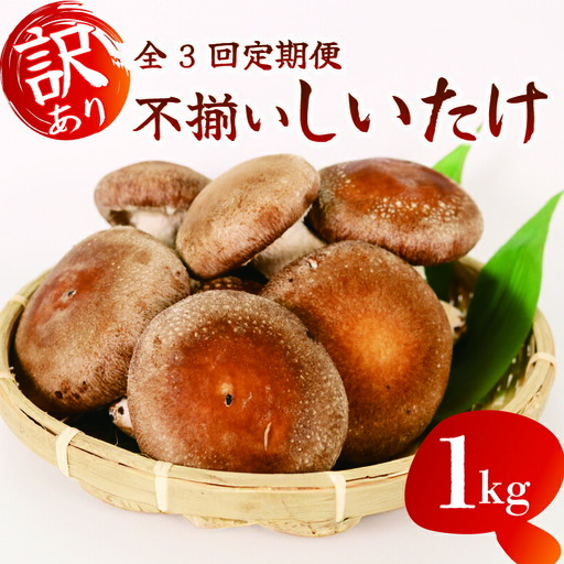 [全3回定期便] 訳あり 不揃い 生しいたけ 1kg しいたけ シイタケ 椎茸