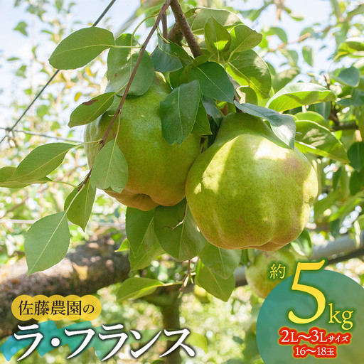 【令和8年産先行予約】 ラ・フランス　2L～3L　約5kg (16～18玉)　山形県鶴岡市産 佐藤農園