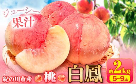 【先行予約】桃 白鳳 紀の川市産 約2kg(5-9玉) 紀農人株式会社《2027年6月下旬-7月下旬頃出荷》 和歌山県 紀の川市 果物 フルーツ 桃 もも モモ 旬