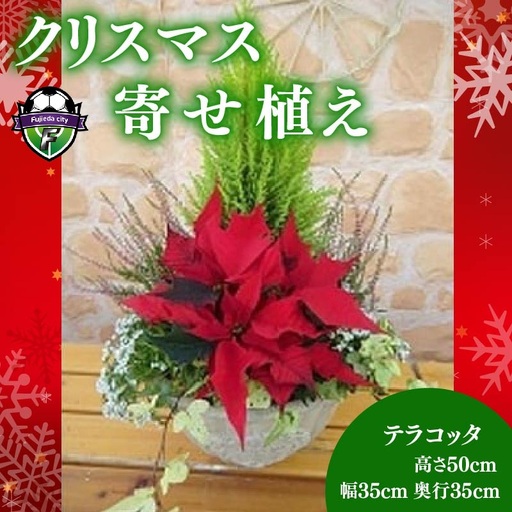 【 先行予約 ：2026年11月から発送 】 花 クリスマス ポインセチア 寄植え　花
