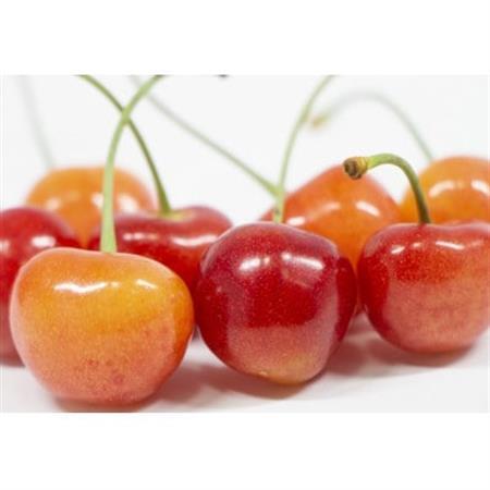 【2027年発送】フルーツ王国　信州中野産　さくらんぼ　高砂　約500g(約100g×5パック)【配送不可地域：離島】【1577326】