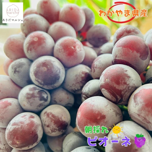 和歌山のピオーネ 約1.2kg(2〜3房) [2026年8月下旬〜9月下旬頃発送予定]| 先行予約 ぶどう 葡萄 果物 フルーツ 甘い[MS101][AA90260-ard814A]