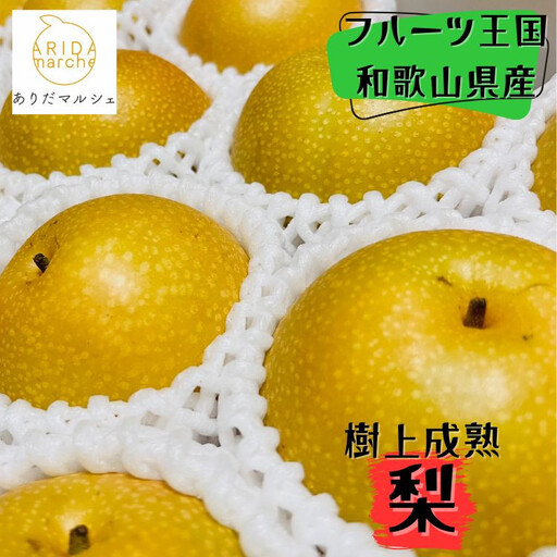 和歌山の樹上成熟梨 約2kg(6〜8玉) ※2026年8月上旬〜9月中旬頃発送予定| 先行予約 果物 フルーツ 甘い[MS103]