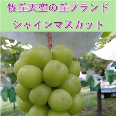 【2026年発送】11月発送「牧丘天空初霜シャインマスカット」約1kg(2～3房)【配送不可地域：離島】【1579789】
