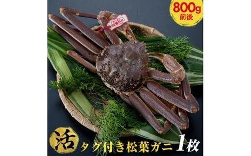 【活】タグ付き 松葉ガニ 大1枚（800g前後） | 松葉 カニ 訳あり活 特大 美味しさに 訳あり 不揃い でないたっぷり【着日指定不可】※2026年11月上旬～2027年3月下旬頃に順次発送予定