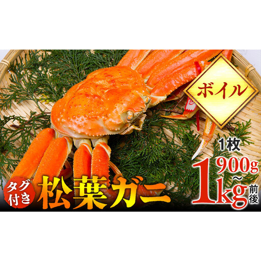 [ボイル]タグ付き 松葉ガニ 特大1枚(900g〜1kg前後) | 松葉 カニ 訳あり活 特大 美味しさに 訳あり 不揃い でないたっぷり [着日指定不可] ※2026年11月上旬〜2027年3月下旬頃に順次発送予定