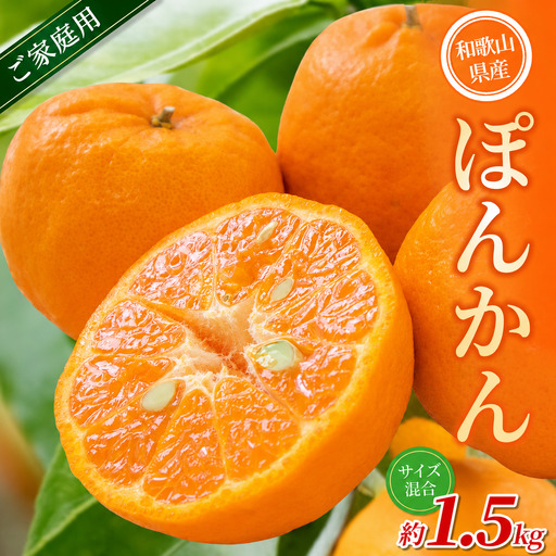 【家庭用】 森本農園の手選別 ポンカン 約1.5kg 和歌山県産 サイズ混合 【北海道・沖縄・離島配送不可】【2027年1月上旬～2月上旬頃に順次発送】【RN11】【BV90011-mrmt011】