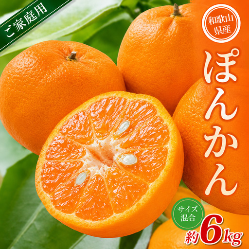 【家庭用】 森本農園の手選別 ポンカン 約6kg 和歌山県産 サイズ混合 【北海道・沖縄・離島配送不可】【2027年1月上旬～2月上旬頃に順次発送】【RN32】【BV90032-mrmt032】