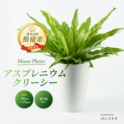 2026年4月上旬〜発送[観葉植物]アスプレニウム・クリーシー 55cm〜75cm JAいぶすき IB165-010 観葉植物 ※北海道・沖縄・離島配送不可