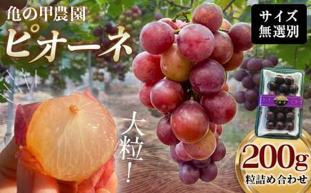 [先行予約][農薬・化学肥料不使用]ぶどうの粒 無選別(200g) フルーツ ぶどう 葡萄 ブドウ ピオーネ 有機 無農薬 山口県 山陽小野田市 ふるさと納税 F6L-122