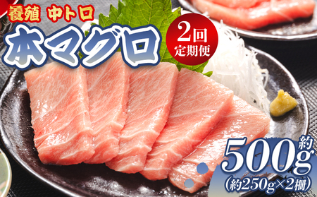 [定期3便/計2回]本マグロ中トロ500g(計1kg)[まぐろまぐろ] Woo-0022