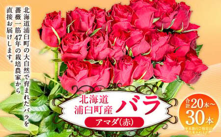 バラ アマダ(赤)(20-30本)| 花 薔薇 ローズ 生花 赤 贈り物 プレゼント ギフト[2026年11月下旬頃迄発送予定]