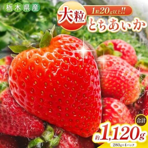 大粒とちあいか280g×4パック朝摘み新鮮|いちご イチゴ 苺 フルーツ 果物 産地直送 とちあいか 矢板市産 栃木県産 関農園
