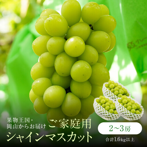 家庭用 シャインマスカット 2〜3房 合計1.6kg以上 産地直送 朝採れ ぶどう 葡萄 岡山 Kawahara Green Farm 2026年 | シャインマスカット