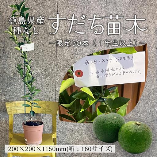 数量限定！徳島県産 種なしすだち苗木（1年生以上）