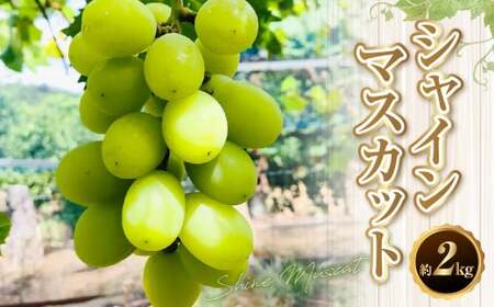 [数量限定][先行予約]シャインマスカット 約 2kg 果物 くだもの フルーツ マスカット ぶどう ブドウ 葡萄 冷蔵 熊本 熊本市[2026年8月上旬〜9月上旬発送予定]