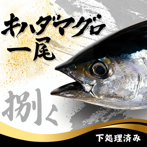 キハダマグロ 1尾 下処理済み 和歌山県すさみ町産 / マグロ 丸ごと 魚 捌く 鮪 海鮮丼 寿司 手巻き寿司 漬け丼 海鮮 海の幸 魚介 新鮮 刺身 和歌山 すさみ町 キハダマグロ 大容量 【scp123】 