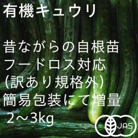 【フードロス対応・規格外】有機キュウリ　接ぎ木ではない昔ながらの自根きゅうり  夏季(6～8月)発送【配送不可地域：離島・北海道・沖縄県・四国・九州】【1568586】